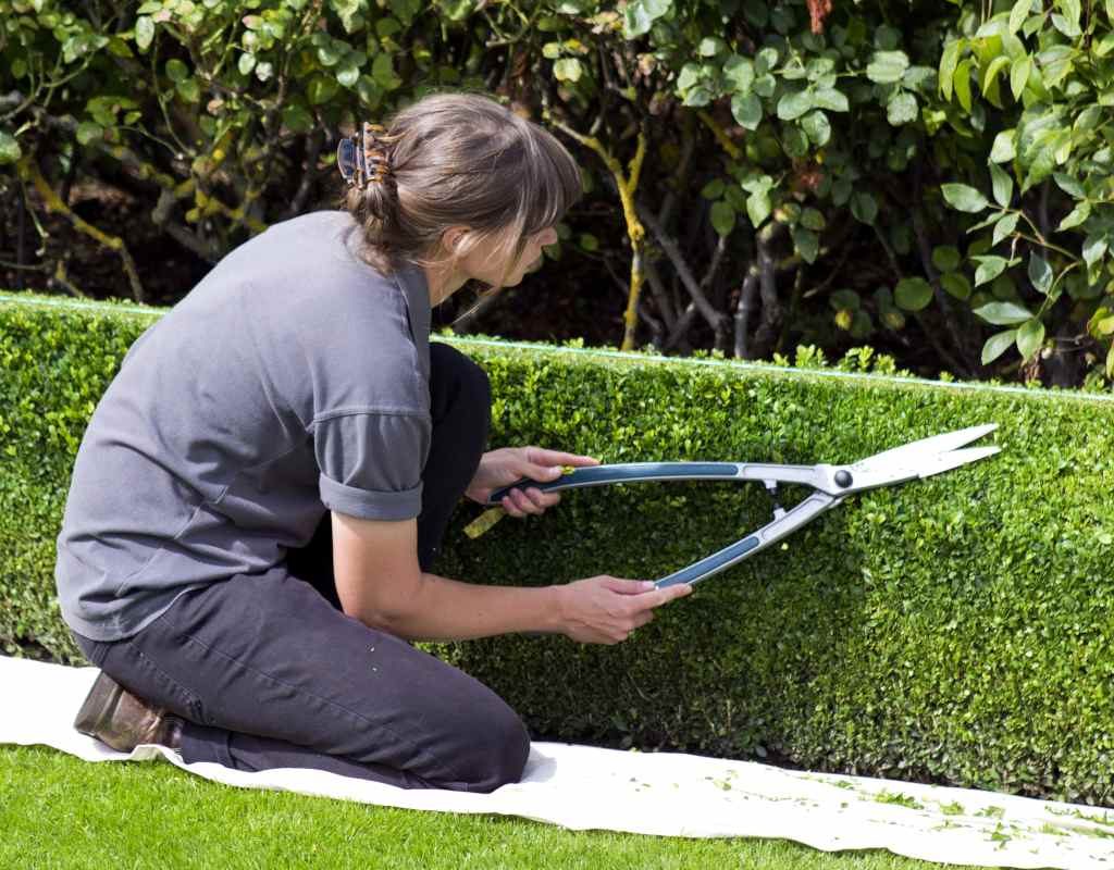 trimming-hedge-time trimming-hedge-time